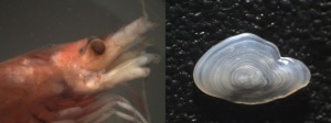 Example of samples of stomach content, left: Bentheuphausia amblyops, right: otolith of Chiasmodon niger