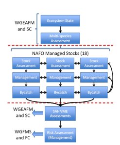 Schematic representation of a possible structure to develop Fisheries Assessments in NAFO proposed by the WGESA in its 4th meeting, 2011